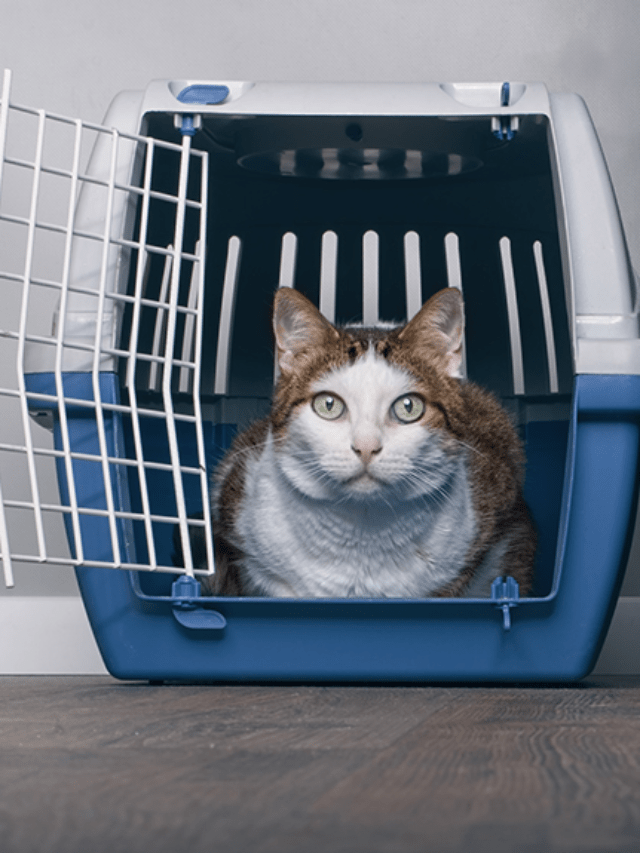 How to travel with a cat on a plane