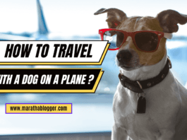 How to Travel with a Dog on a Plane