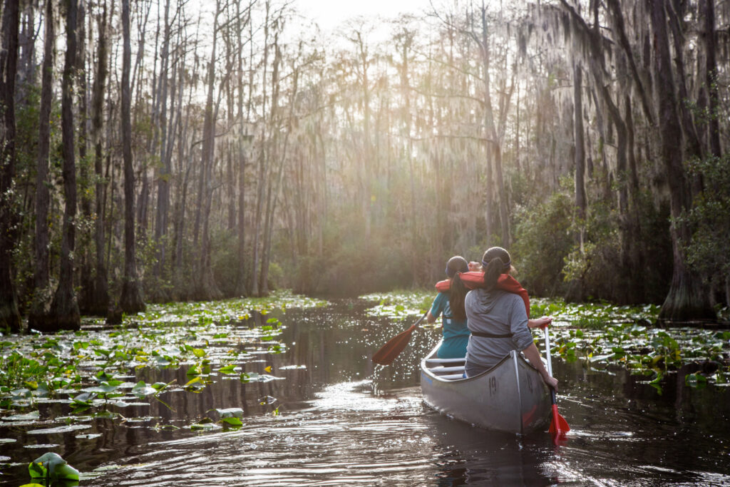 Okefenokee Swamp: Georgia's Enigmatic Wilderness Okefenokee Swamp: Georgia's Enigmatic Wilderness